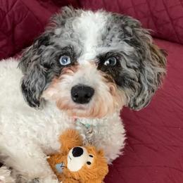 Luna - Companion Cross