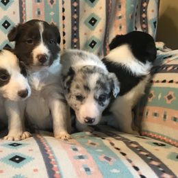 Border Collie Puppies from By Design Farm