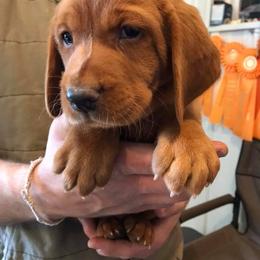 Labrador Retriever Puppies from Torg's Labs