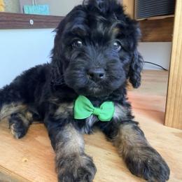 Cousin It - with training - Black and tan male Cockapoo puppy in Boonville, North Carolina from Doods & Dolls