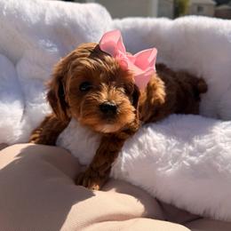 Kora - Red  female Goldendoodle puppy in Shingle Springs, California from Creamy Retrievers