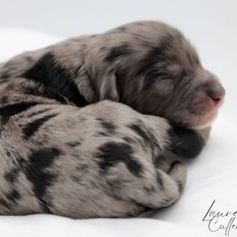 Hagrid - Blue male Havapoo puppy in Hendersonville, North Carolina from Grayfinn House