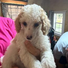 Marigold - Parti female Poodle puppy in Florence County, South Carolina from Modern Family Standards