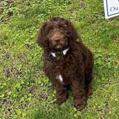 Double Doodle and Labradoodle Puppies from Magnolia & Finn Doodles