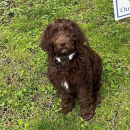 Double Doodle and Labradoodle Puppies from Magnolia & Finn Doodles