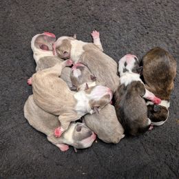 Brindle girl 3 - Brindle and white female Boston Terrier puppy in Oak Hills, California from All American Boston Terriers