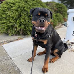 Rottweiler Puppies from Von Der Hing Rottweilers