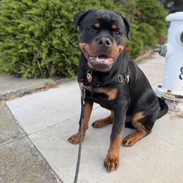 Rottweiler Puppies from Von Der Hing Rottweilers