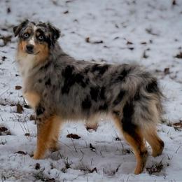 Piña - Blue merle female Australian Shepherd puppy in Tyner, Kentucky from Lil’ Town Aussies