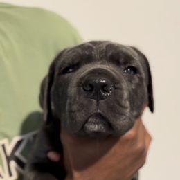 Cane Corso Puppies from KingWood Cane Corso