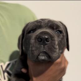 Cane Corso Puppies from KingWood Cane Corso