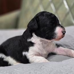 Shire - Parti male Poodle puppy in Conroe, Texas from Pear house farm