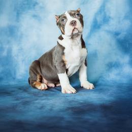 Colombia - Blue tri-color male American Bully puppy in Frederick, Maryland from EastSideMarky