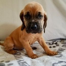 Boy 1 - Red male Bloodhound puppy in Paoli, Indiana from Houndsarunning Bloodhounds