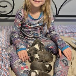 Boston Terrier puppies from Grandma's Boston Terriers
