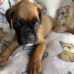 Lovie - Fawn female Boxer puppy in Cicero, New York from MK Boxer Haven of CNY