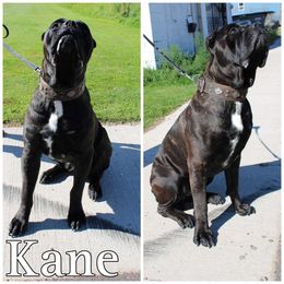 Kaine - Cane Corso