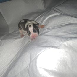 Blizzard - Blue male Boston Terrier puppy in Huntington, West Virginia from AKC Moonshine Valley Boston Terriers
