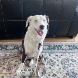 Miniature Australian Shepherd All Grown Up from ST. J’s Mini Aussies