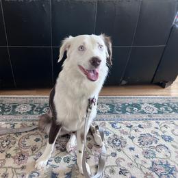 Miniature Australian Shepherd All Grown Up from ST. J’s Mini Aussies