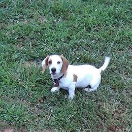 Oakley - Piebald male Dachshund puppy in Claremont, North Carolina from The Mini Farmhouse