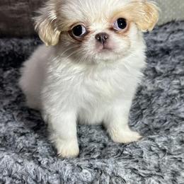 Helena - Lemon and white female Japanese Chin puppy in Salem, Oregon from Chinnychinchinofsalem