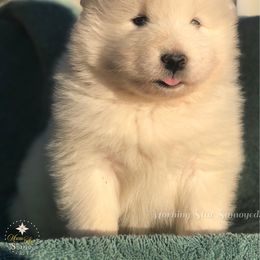 Orange Boy - White and biscuit male Samoyed puppy in Bear Creek, Montana from Morning Star Samoyeds