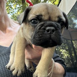 French Bulldog Puppies from Naomi Garretson