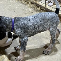 Bluetick Coonhound Puppies from 5280 Show stock