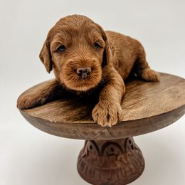 Goldendoodle Puppies from Posh Paws Puppies