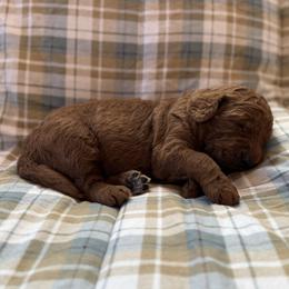 Boy 1 - male Goldendoodle puppy in Fayetteville, Arkansas from Mountain Grove Doodles