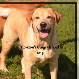 GINGER - Labrador Retriever