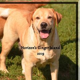 GINGER - Labrador Retriever