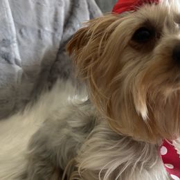 Yorkshire Terriers from Loving Poodles HD
