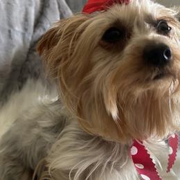 Yorkshire Terriers from Loving Poodles HD