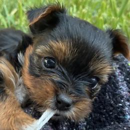 Lita - Parti female Yorkshire Terrier puppy in Waco, Texas from Betterthan Chocolate Yorkies