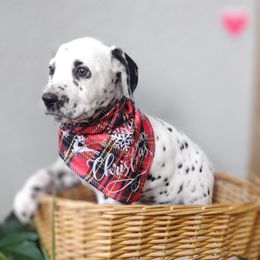 Galaxy - White and black Dalmatian puppy in Jacksonville, Florida from Sunrise Dalmatians 🌄