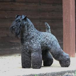 Porter - Kerry Blue Terrier