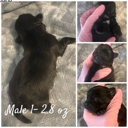 Male 1 - Black and white Shih Tzu puppy in Ohio from Kara’s Shih Tzu Kuties