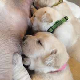 Labrador Retriever Puppies from Penny Lane Labradors