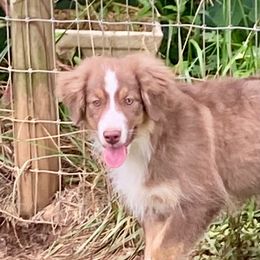 Girl1 - Red tri-color female Miniature American Shepherd puppy in Harmony, North Carolina from Carolina Pride Aussies