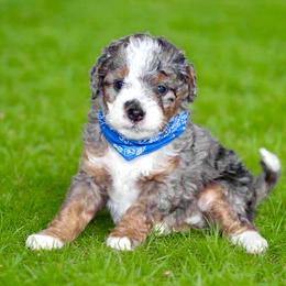 River - Blue merle male Bernedoodle puppy in Apple Creek, Ohio from Cuddle Paws