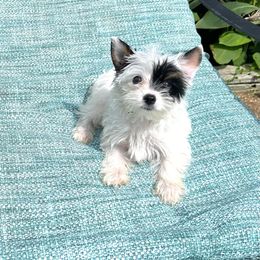 Giuliana - Yorkshire Terrier