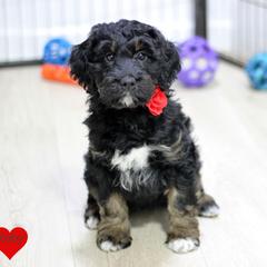 Ruby - Black white and tan female Springerdoodle puppy in Kendall, New York from Family Raised Doodles