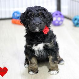 Ruby - Black white and tan female Springerdoodle puppy in Kendall, New York from Family Raised Doodles