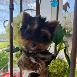 AKC treasure - Black and gold male Yorkshire Terrier puppy in Taylorsville, North Carolina from SilverLining highlands and hounds