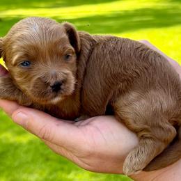 Ginger - Red female Cavapoo puppy in Newville, Alabama from Southeast cavapoos