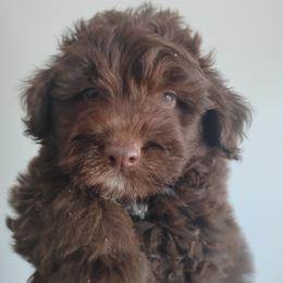 Aussiedoodle, Goldendoodle, and Labradoodle Puppies from Loving Doodle