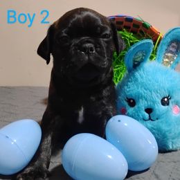 Companion Cross and Pug Puppies from Easter Pugs & Bugs