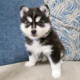 Blue Collar - Black and white male Pomsky puppy in St. Peters, Missouri from Saint Peters Pomskies
